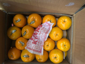 Premium Kinnow Mandarin Oranges
